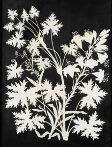 Bloemen in Silhouet door Philipp Otto Runge